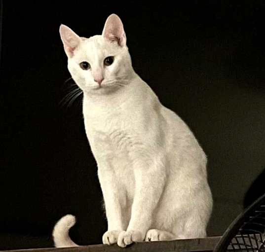 Photo of Bolt