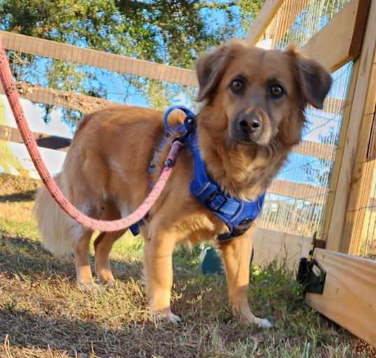 Photo of Buddy