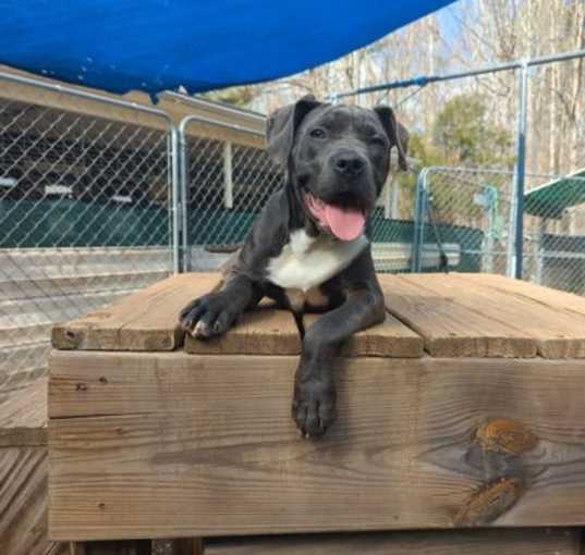 Photo of Harley