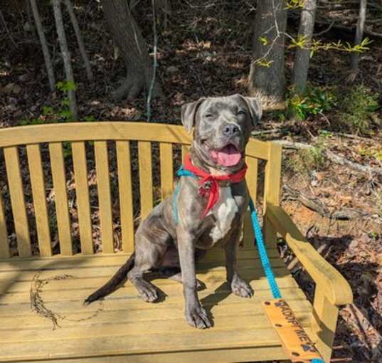 Photo of Hank
