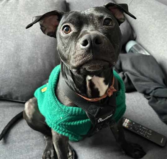 Photo of Meatball
