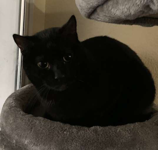 Photo of Cass