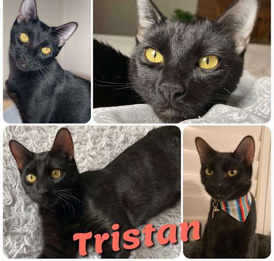 Photo of Tristan