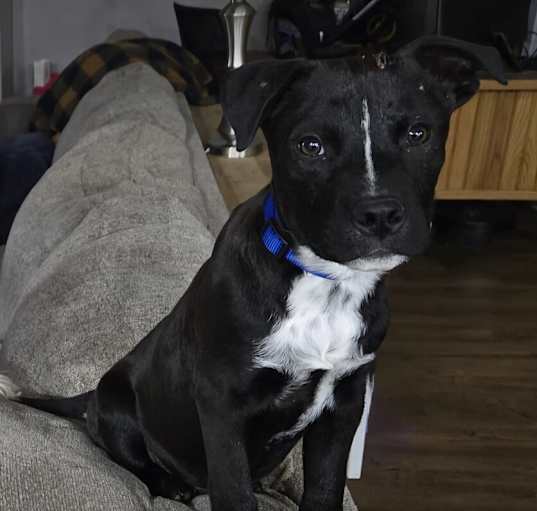 Photo of Briar