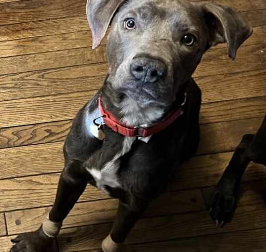 Photo of Fudge