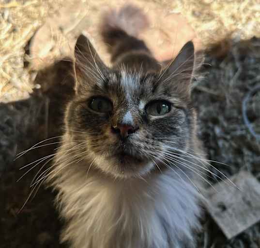 Photo of Kitty