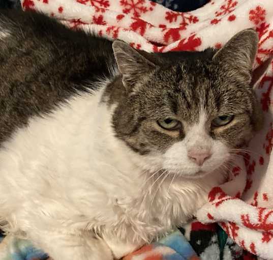 Photo of Poncho