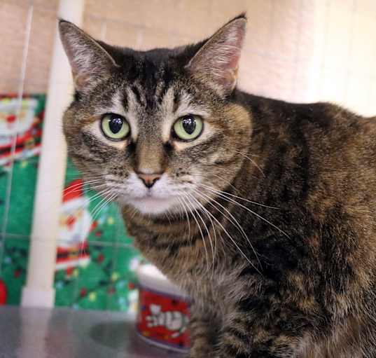 Photo of Sweet Pea