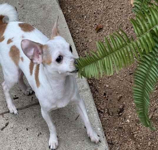 Photo of Casper