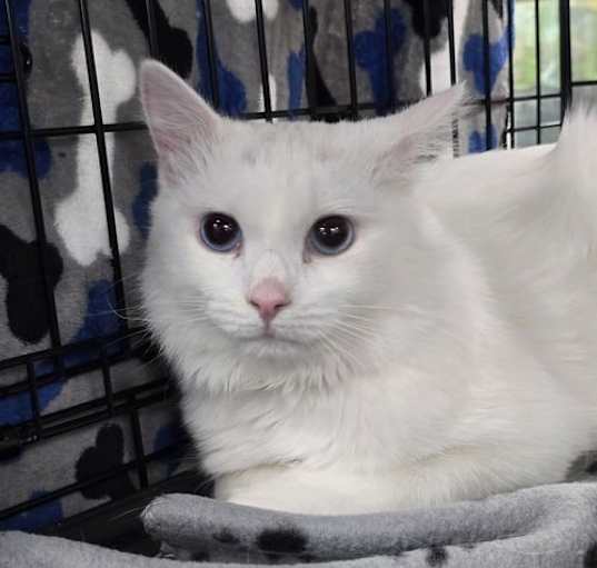Photo of Opal