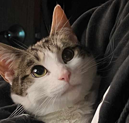 Photo of Nami