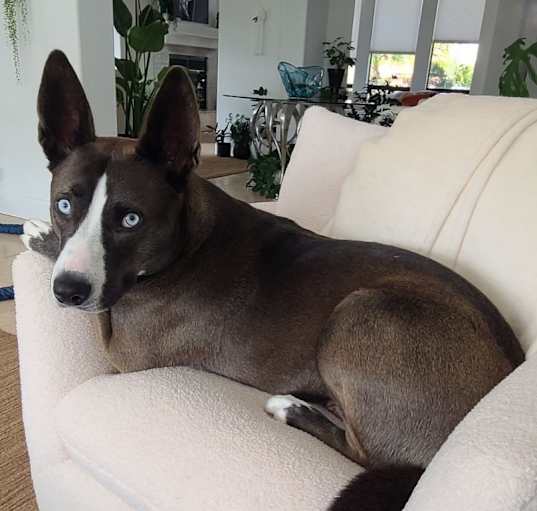 Photo of Sadie