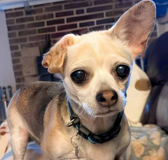 Photo of Poptart