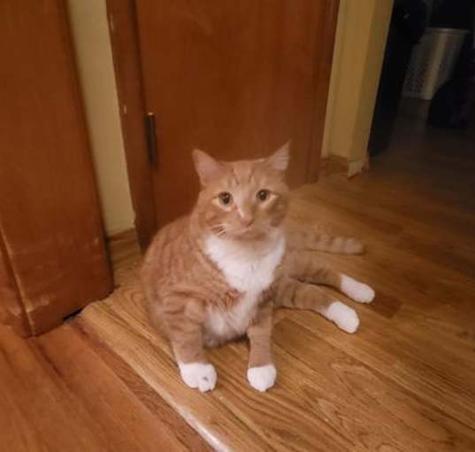 Photo of Goose