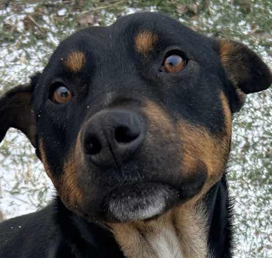 Photo of Buddy