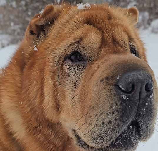 Photo of Buddy