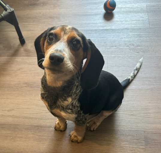Photo of Belle
