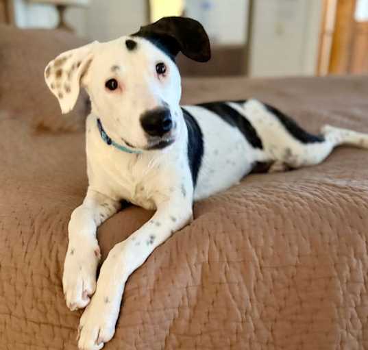 Photo of Spot