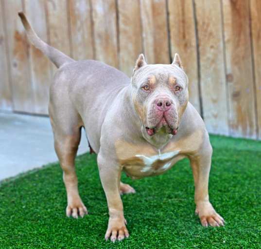 Photo of Phoenix 2 bully