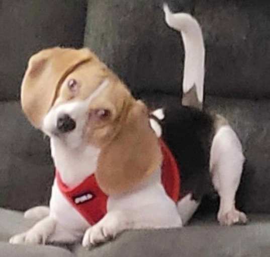 Photo of Jimmy Dickens *Adopt or Foster*