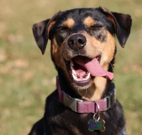 Photo of Lucky