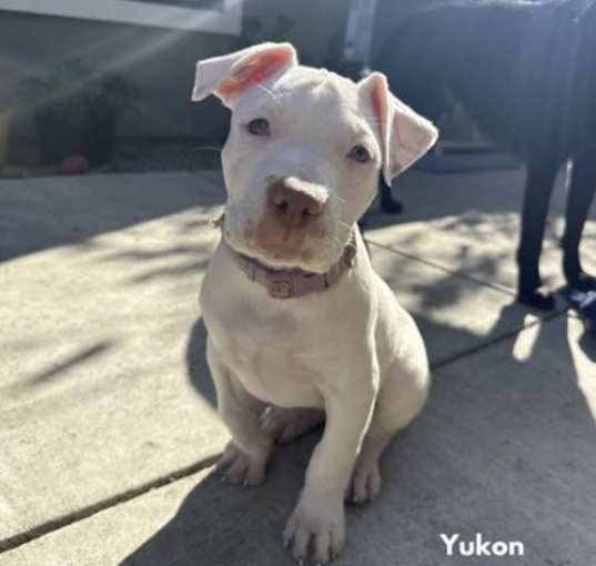 Photo of Yukon