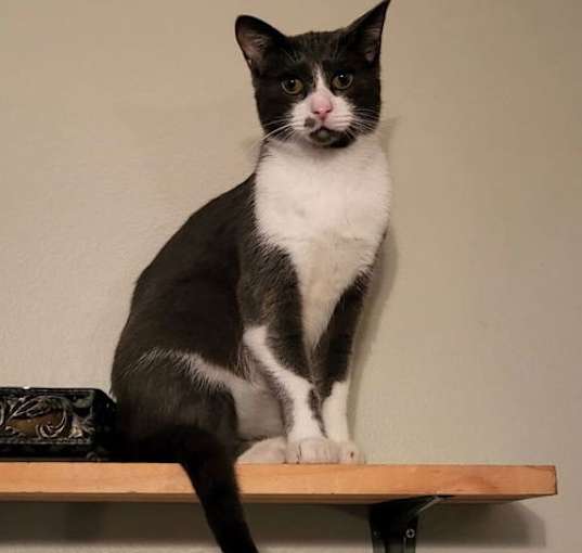 Photo of Toby