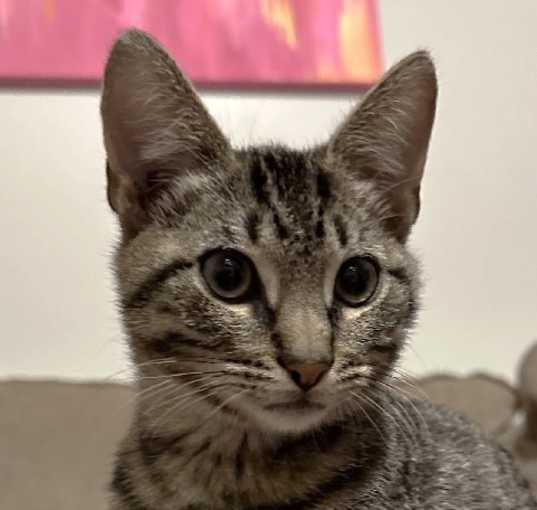 Photo of Mazie