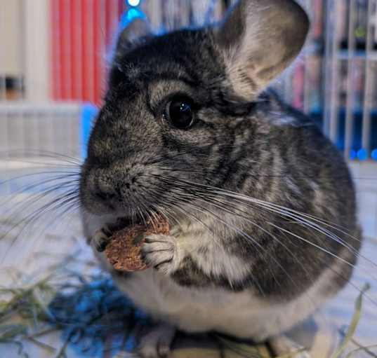 Photo of King