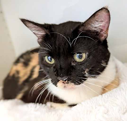 Photo of Lady Mae