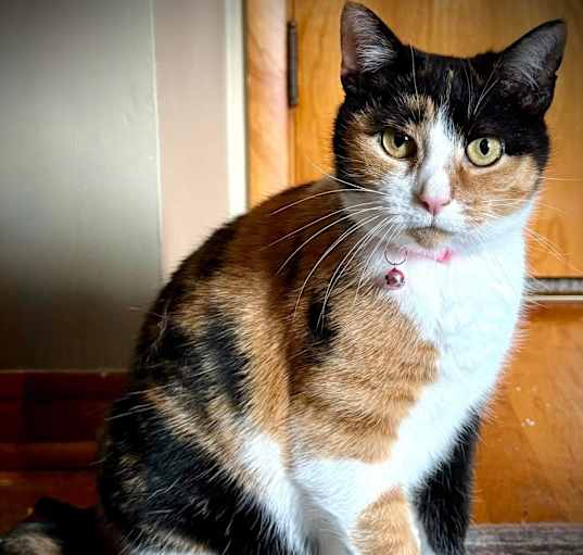 Photo of Harley