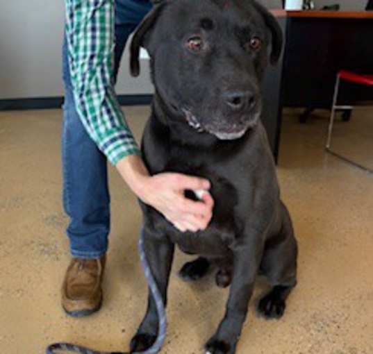 Photo of Apollo