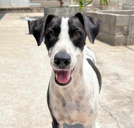 Photo of Lacey