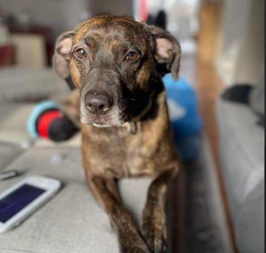 Photo of Milo