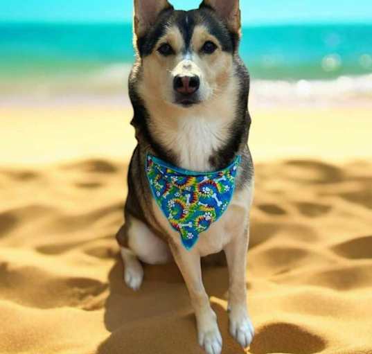 Photo of Marley