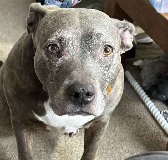 Photo of Sadie