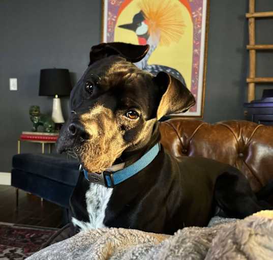 Photo of Smokey