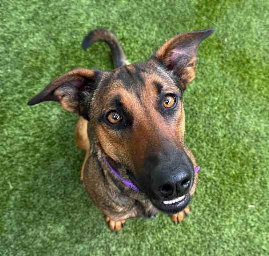 Photo of Stella