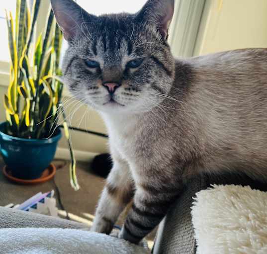 Photo of Yeti