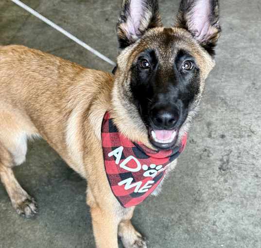 Photo of Rocko