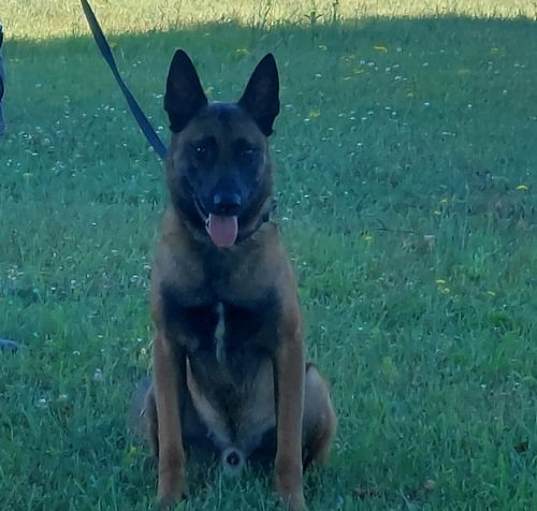 Photo of Loki - IN - PENDING ADOPTION
