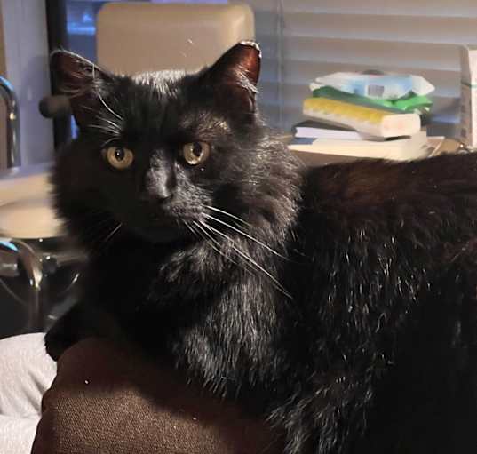 Photo of Apollo