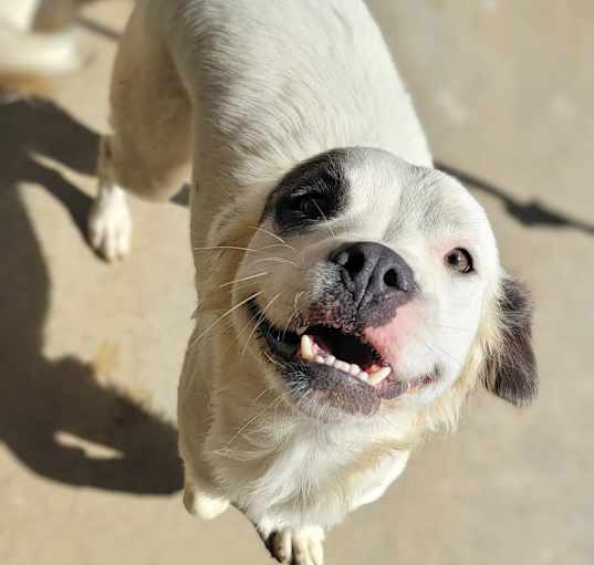 Photo of Cookie