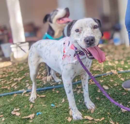 Photo of Cupcake