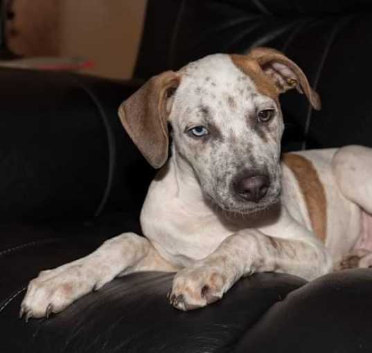 Photo of Loki