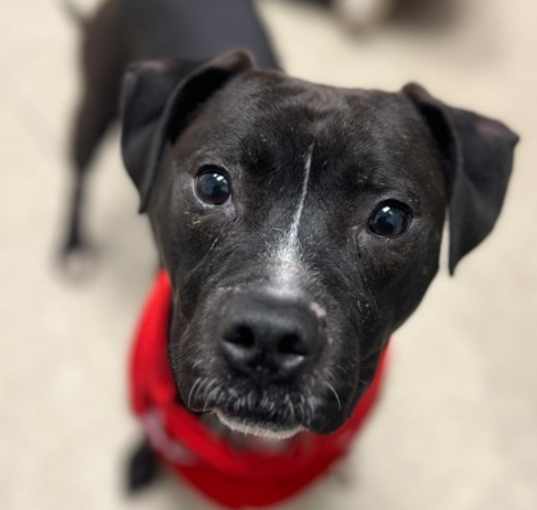 Photo of Nova IN FOSTER