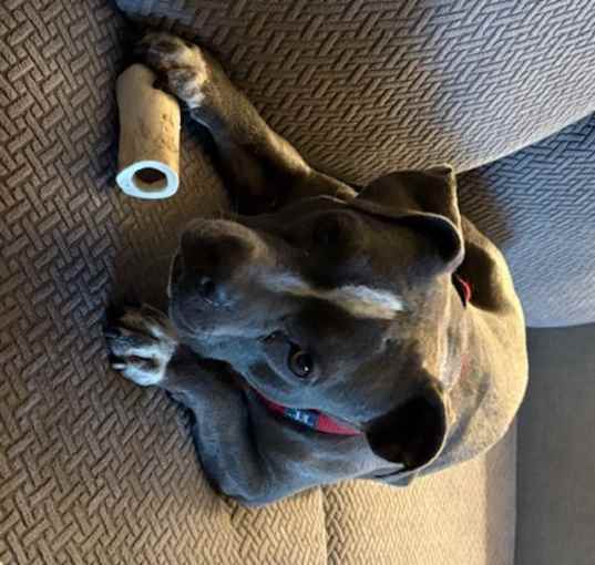 Photo of Olive