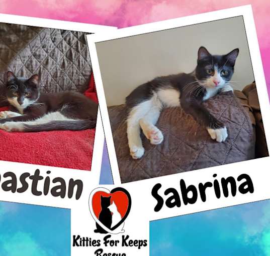 Photo of Sebastian and Sabrina (Bonded)
