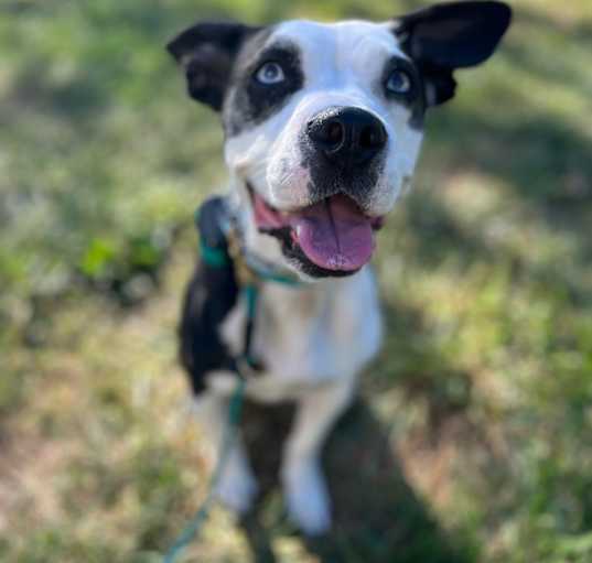 Photo of Blue
