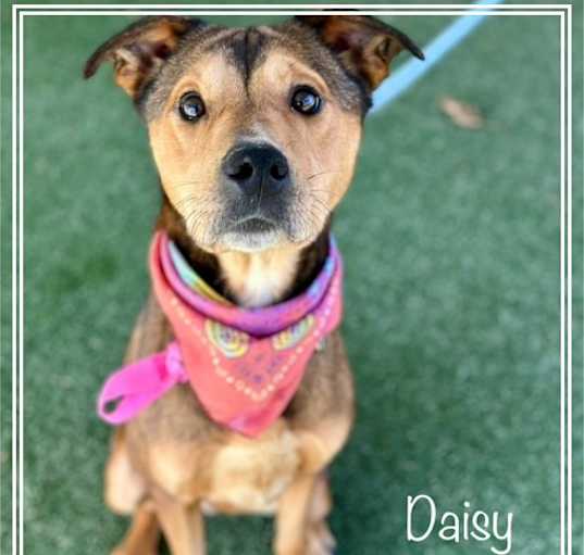 Photo of DAISY (also see DANIEL)